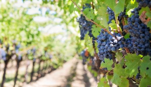 The Provence wine route